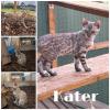 Bengal Jung Katzen (5 Monate alt)