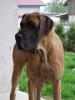 Deutscher Doggenrüde kastriert in Gelb