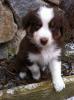 Australian Shepherd Welpen mit ASCA Papieren
