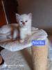 Heilige Birma Kitten mit Stammbaum suchen ein Zuhause