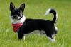 Chihuahua Jungrüde mit Zuchtzulassung,  tolle Farbe,  Kurzhaar