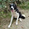 Shelly sucht ein Zuhause