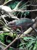 Furcifer Pardalis,  Ambilobe,  Pantherchamäleon