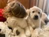 Golden Retriever Welpen