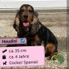 Houdini - netter,  sozialer Rüde