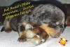 Rottweiler-Welpen mit ADRK- /  VDH-Papieren abzugeben