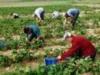 Professionelle Vermittlung von Erntehelfer /  Landwirtschaftshelfer / Saisonarbeit