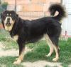 Tibet Dogge Welpen mit FCI-Papieren 2013