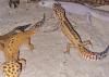Leopardgeckos suchen gutes Zuhause 
