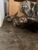 Wunderschöne Perser-Mix Katzenbabys suchen liebevolles Zuhause