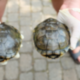 europ. Sumpfschildkröten