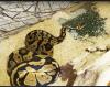 Python Regius /  Königspython adult 1.1Superpastel Piebald,  0.1Pastel het. Piebal