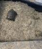 Griechische Landschildkröte,  männlich,  11 Jahre alt