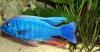 Sceanochromis ahli Iceberg
