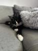Wunderschöner Maine Coon Kater sucht seine Menschen