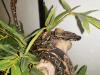 Not Verkauf Boa Constrictor Imperator