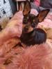 Zwergpinscher deckrüde