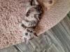 4 zuckersüße Selkirk Rex/  Main-Coon Mix Kitten