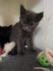 5 Kitten suchen liebevolles Zuhause