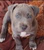 Staffordshire Terrier Welpen