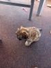 2 Bolonka Welpen suchen ab sofort ein neues zu Hause