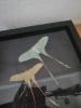 Entomologie Actias Dubernardi