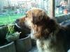 Dringend liebevolles Zuhause gesucht!!!