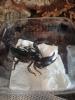Heterometrus laoticus (schwarzer Laos Skorpion) 
