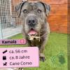 Kamala (w),  8 Jahre,  56 cm,  Slowakei