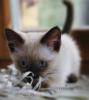 Siam Kitten,  entwurmt und geimpft 