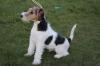 Drahthaar Foxterrier Welpen.