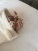 Reinrassige Kanadische Sphynx Kitten mit blauen augen