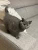 Britisch Kurz Haar BHK Kitten (Kater)