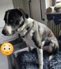 Meilo sucht dringend ein neues Zuhause