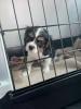 Cavalier King Charles Spaniel Welpe Weibchen