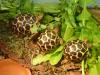 Sternschildkröten (Geochelone elegans)