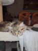 Main coon Mischlinge 4×