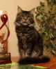 Klassic&Blue Maine Coon Kitten-super