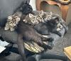 6 junge Katzen suchen ein Zuhause