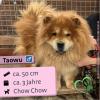 Taowu (m),  Chow Chow,  3 Jahre,  50cm,  Slowakei (NB)