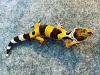 Leopardgecko (Eublepharis macularius) NZ 2022