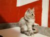 Maine Coon Kitten zum Knutschen