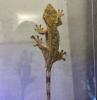 Crested Gecko Weibchen –  Dalmatiner-Morph