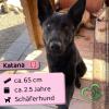 Katana (w),  deutsche Schäferhündin,  2, 5 Jahre,  65 cm,  Slowakei