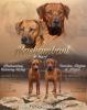 Rhodesian Ridgeback Welpen Oktober 2022 vom Züchter