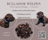 Bullador Welpen