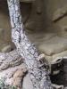 Pogona henrylawsoni (Zwergbartagame) abzugeben