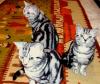 Reinrassige Britisch Kurzhaar Katzenbabys Babykatzen vom Züchter BKH.
