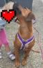 Wurfplanung  rhodesian ridgeback
