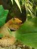 Leopardengeckos suchen dringend ein neues Heim